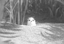 Photo of Пальто-песочник